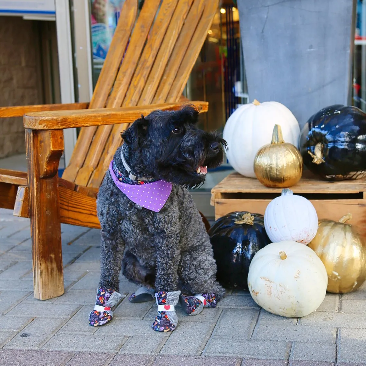 Chalkboard City Wear Dog Bandana