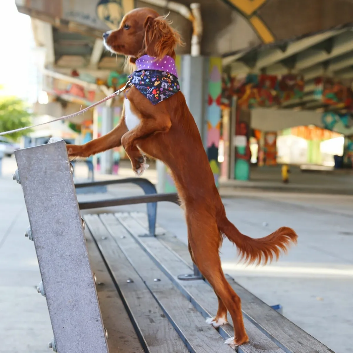 Chalkboard City Wear Dog Bandana