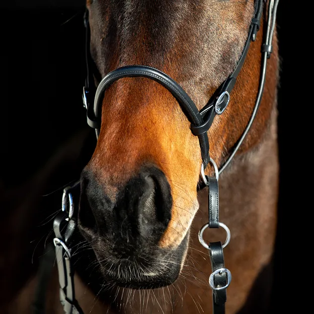 Leather Bitless Bridle - FREE Custom Name Tag